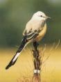 Flycatcher