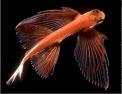 flyingfish