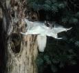 flyingsquirrel