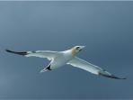 Gannet - Note: copyright owner unknown
