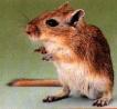 rodents