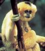 Gibbon - Note: copyright owner unknown