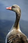 Goose - Note: copyright owner unknown