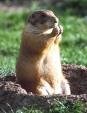 Gopher