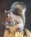graysquirrel