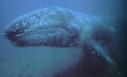 Gray Whale
