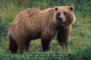 grizzlybear