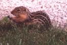 ground squirrel