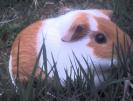 guineapig