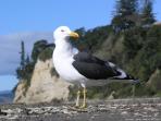 Gull - Note: copyright owner unknown