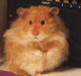hamster