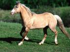 Horse - Note: copyright owner unknown
