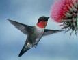 hummingbird