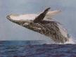 Humpback