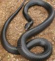 Snakes