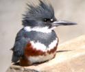 Kingfisher - Note: copyright owner unknown