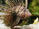 lionfish
