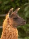 llama