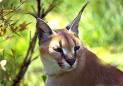 Lynx