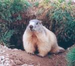 Marmot