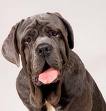 Mastiff