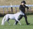 Miniature Horse - Note: copyright owner unknown