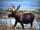 Moose