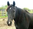 Morgan Horse - Note: copyright owner unknown