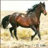 Mustang Horse - Note: copyright owner unknown