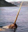 Narwhale