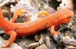 NEWT