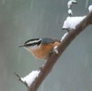 nuthatch