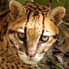 Ocelot - Note: copyright owner unknown