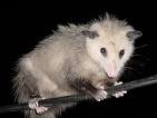 opossum