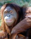 Orangutan - Note: copyright owner unknown