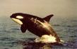 Orca