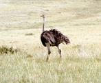 Ostrich - Note: copyright owner unknown