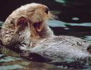 Otter - Note: copyright owner unknown