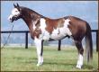 Paint Horse - Note: copyright owner unknown