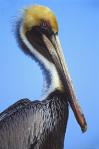 Pelican - Note: copyright owner unknown