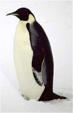penguins
