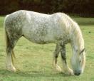 Percheron Horse