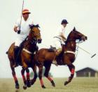 Polo Horse- Note: copyright owner unknown