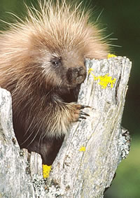 porcupine