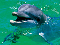 Porpoise