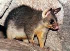 Possum - Note: copyright owner unknown