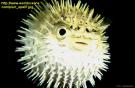 pufferfish