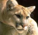 Puma - Note: copyright owner unknown