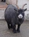 pygmygoat