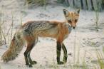 redfox